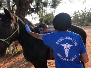 A Patty Hanks student cares for a Camp Able horse.